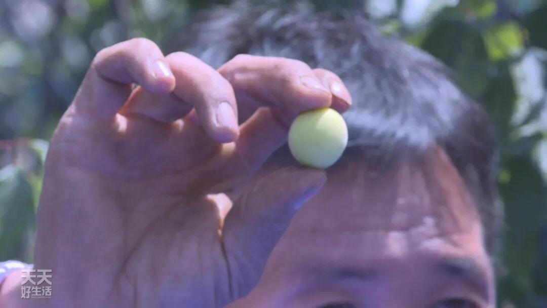 青竹梅怎么腌制_青竹梅是热性还是凉性_青竹梅