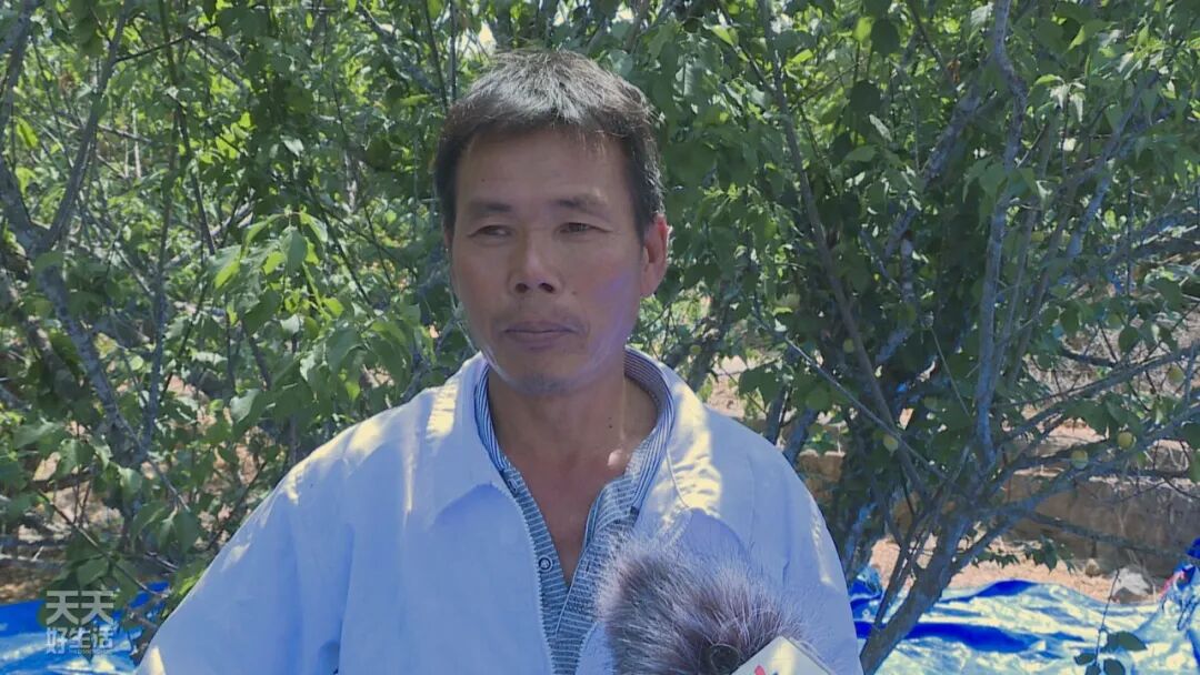 青竹梅是热性还是凉性_青竹梅怎么腌制_青竹梅