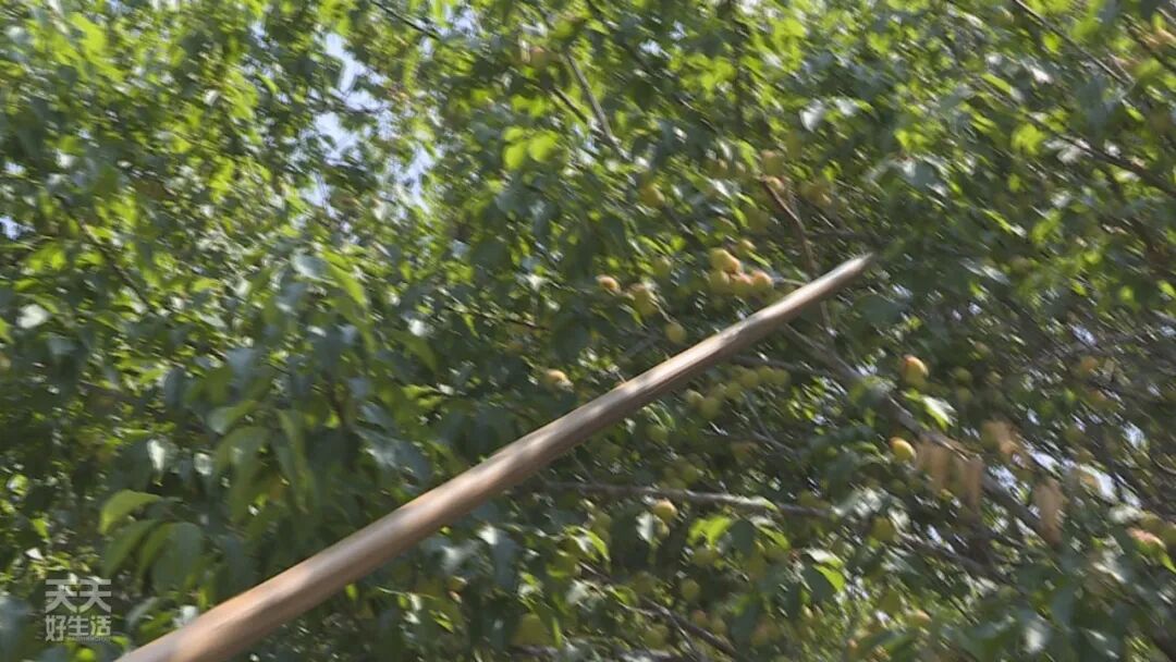 青竹梅_青竹梅怎么腌制_青竹梅是热性还是凉性