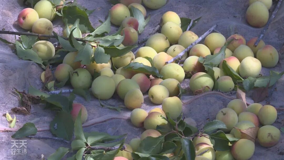 青竹梅是热性还是凉性_青竹梅_青竹梅怎么腌制