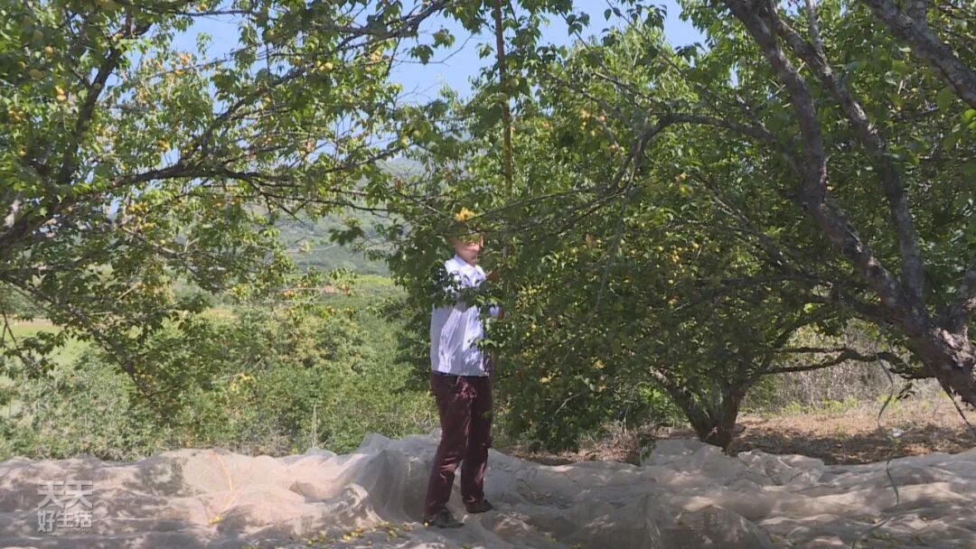 青竹梅_青竹梅怎么腌制_青竹梅是热性还是凉性