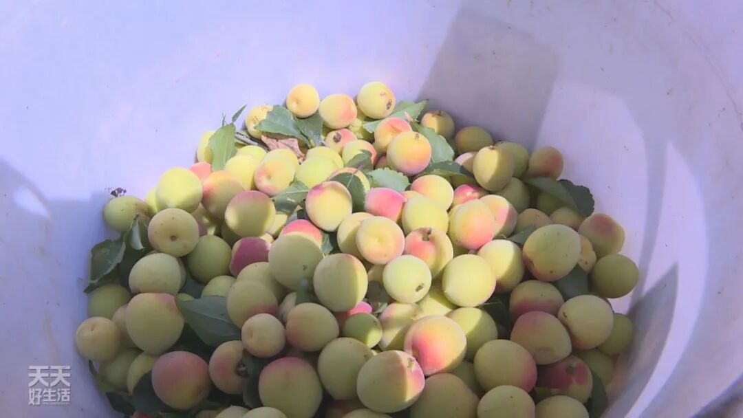 青竹梅_青竹梅怎么腌制_青竹梅是热性还是凉性