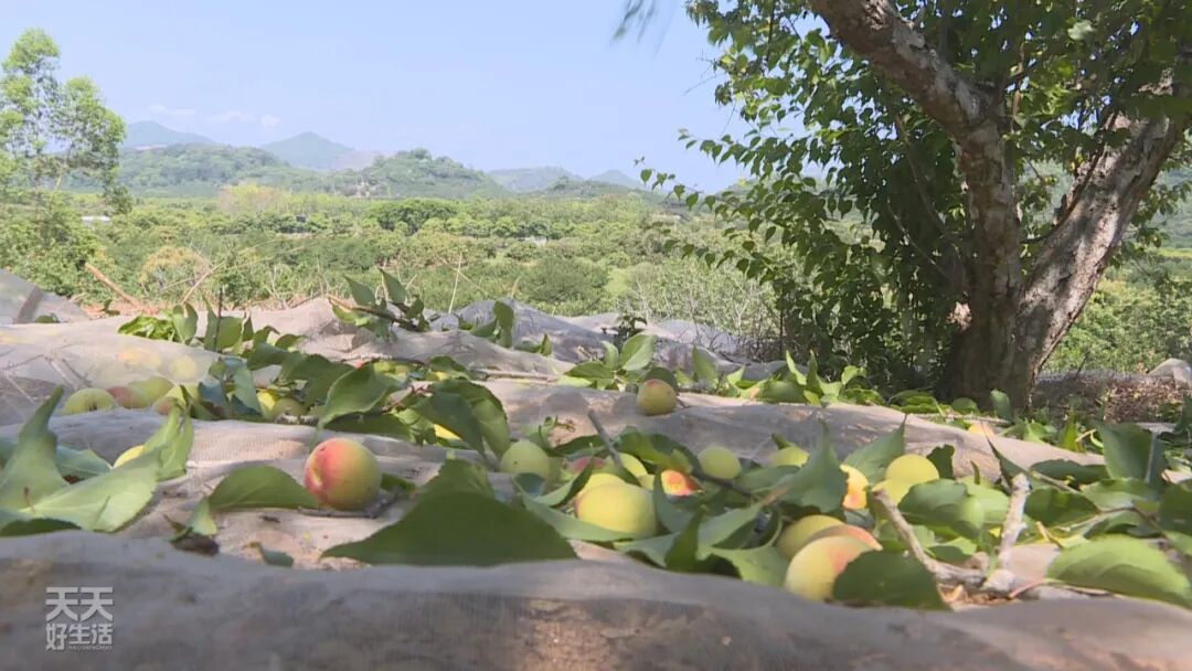 青竹梅怎么腌制_青竹梅是热性还是凉性_青竹梅