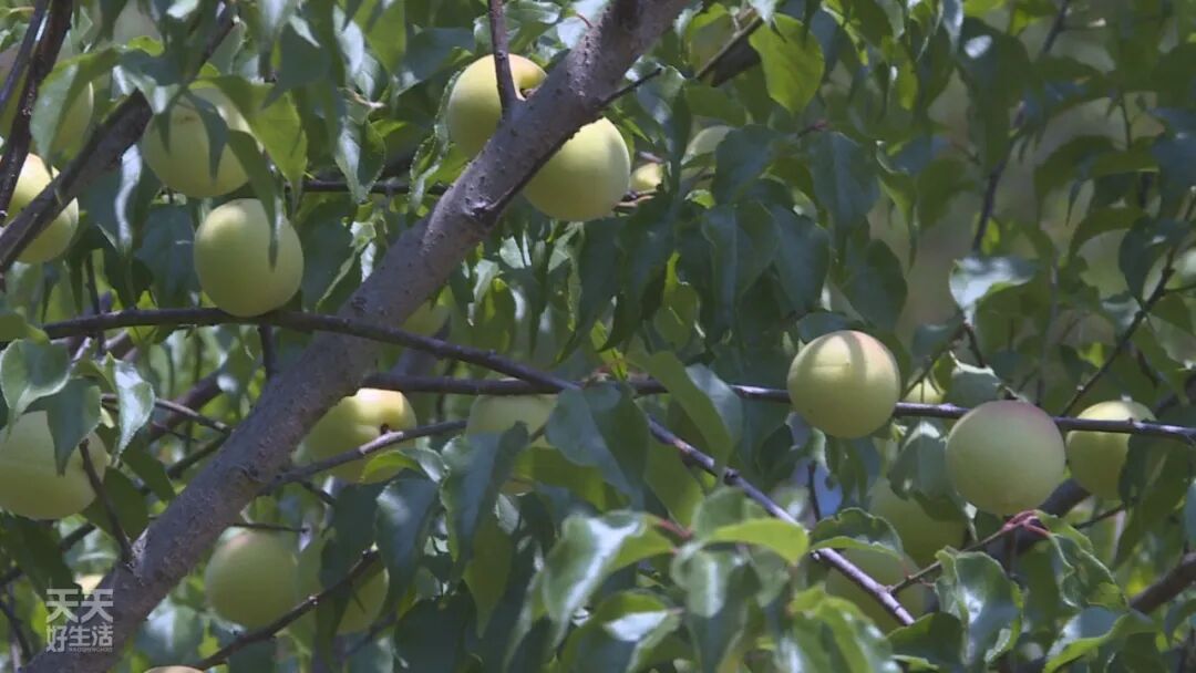 青竹梅是热性还是凉性_青竹梅_青竹梅怎么腌制