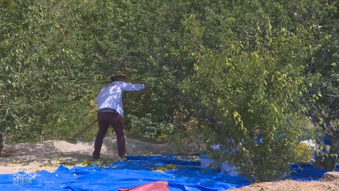 青竹梅_青竹梅是热性还是凉性_青竹梅怎么腌制