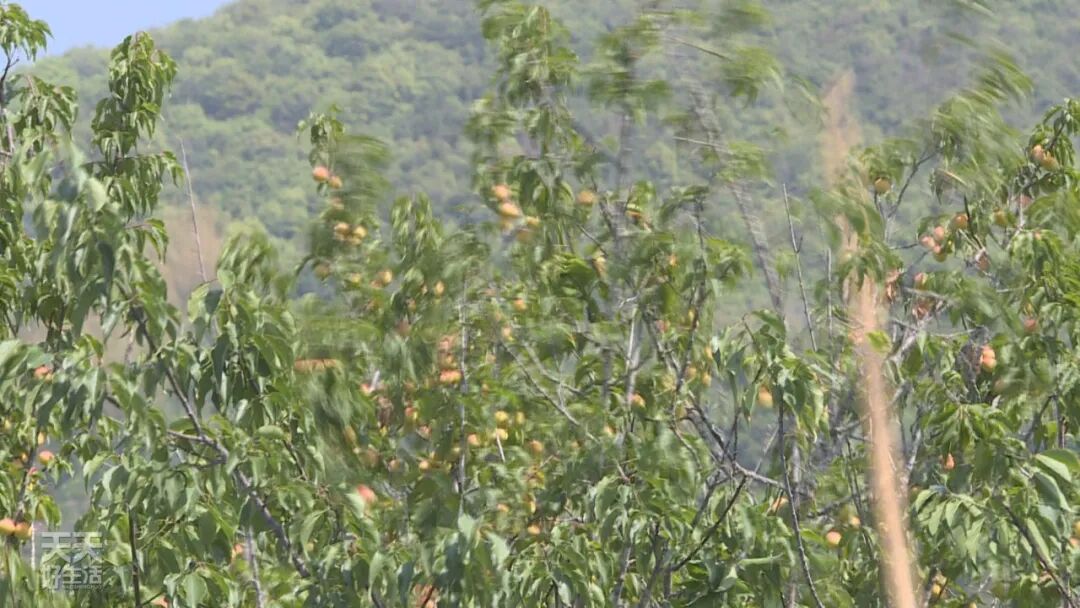 青竹梅怎么腌制_青竹梅是热性还是凉性_青竹梅