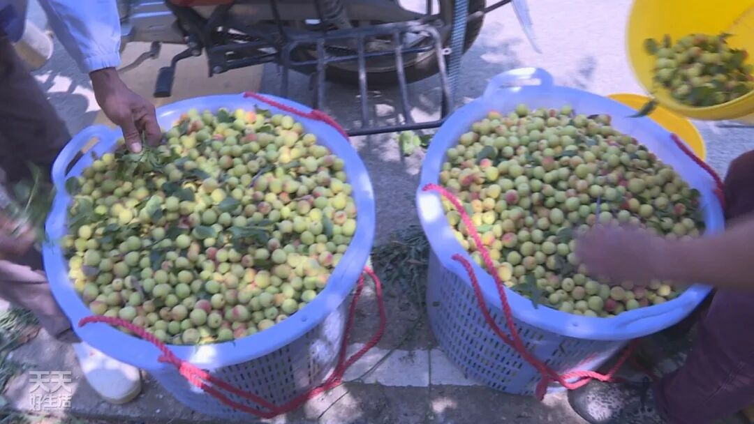 青竹梅是热性还是凉性_青竹梅怎么腌制_青竹梅