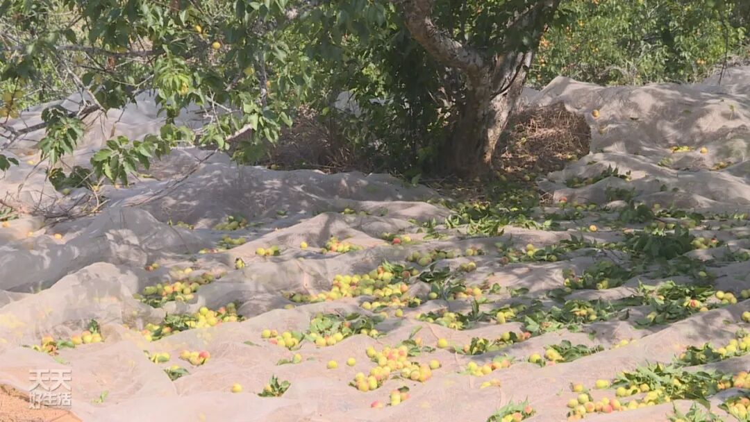 青竹梅是热性还是凉性_青竹梅_青竹梅怎么腌制