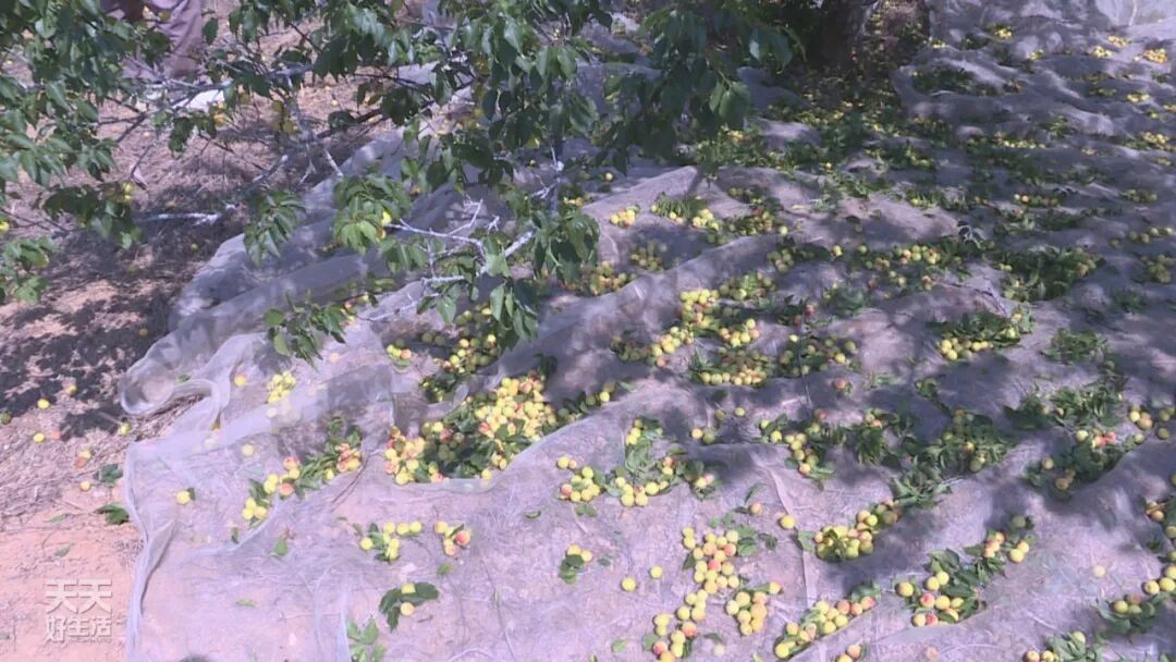 青竹梅是热性还是凉性_青竹梅怎么腌制_青竹梅