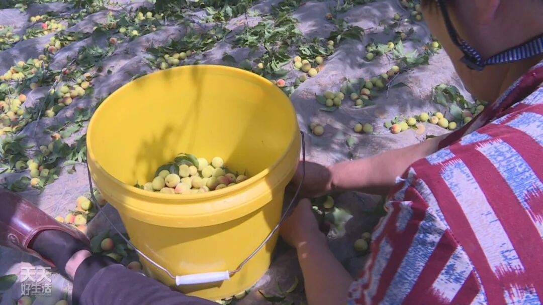 青竹梅_青竹梅怎么腌制_青竹梅是热性还是凉性