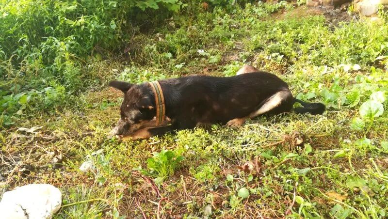 冷犯罪 别问我是谁 请和我面对 米国小伙因故意污损星条旗被捕 馒头妖的冷馒头 微信公众号文章阅读 Wemp