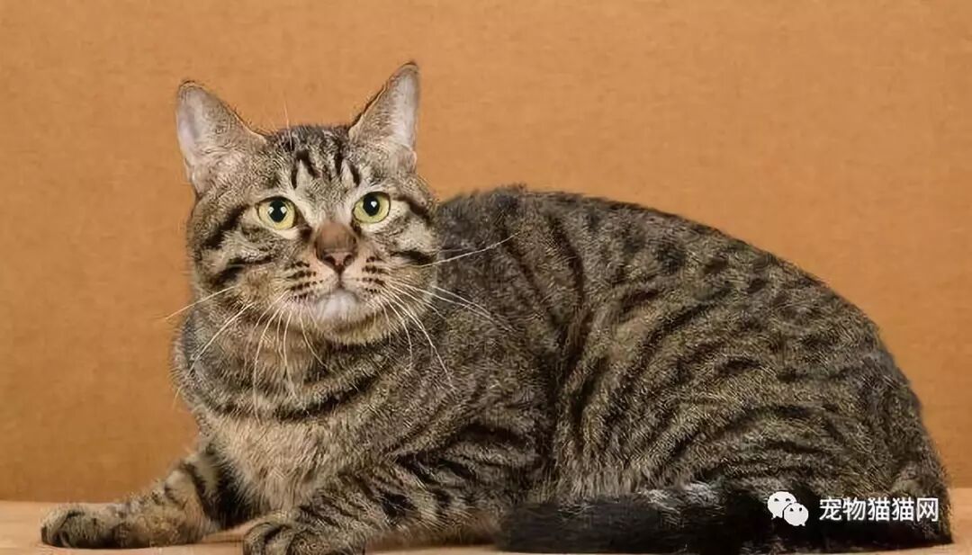 美短起司猫多少钱一只_美国短毛猫起司_什么叫美短起司猫