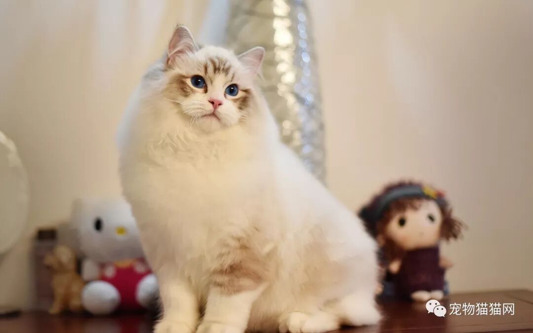 美短起司猫多少钱一只 到底是养家土猫还是宠物猫？70%的主人是这样选择的？