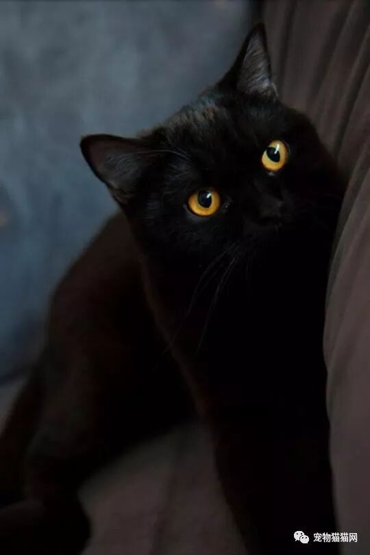 什么叫美短起司猫_美国短毛猫起司_美短起司猫多少钱一只