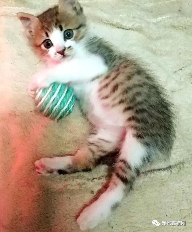 美短起司猫多少钱一只_什么叫美短起司猫_美国短毛猫起司