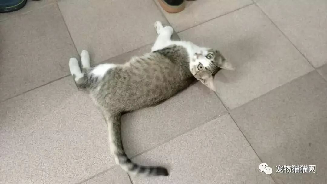 美短起司猫多少钱一只_美国短毛猫起司_什么叫美短起司猫