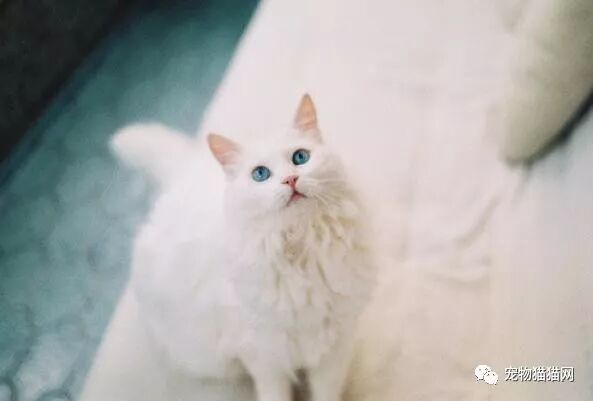 美国短毛猫起司_美短起司猫多少钱一只_什么叫美短起司猫