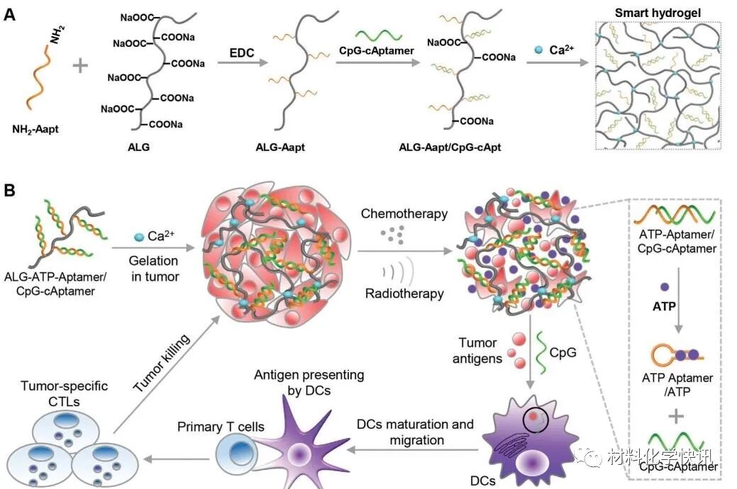 壳聚糖创伤敷料怎么样创面敷料、骨缺损、肌腱损伤、口腔黏膜、心肌梗死……多场景生物医用水凝胶材料定制上线！_https://www.jmylbn.com_新闻资讯_第38张