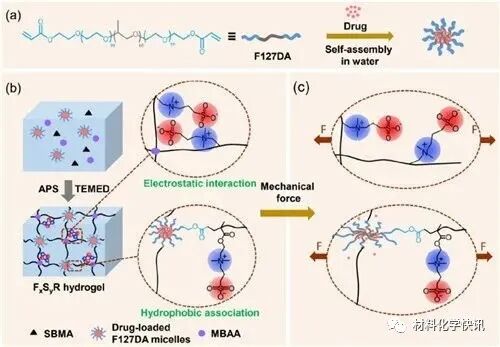 壳聚糖创伤敷料怎么样创面敷料、骨缺损、肌腱损伤、口腔黏膜、心肌梗死……多场景生物医用水凝胶材料定制上线！_https://www.jmylbn.com_新闻资讯_第35张