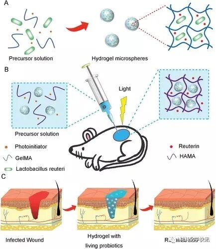 壳聚糖创伤敷料怎么样创面敷料、骨缺损、肌腱损伤、口腔黏膜、心肌梗死……多场景生物医用水凝胶材料定制上线！_https://www.jmylbn.com_新闻资讯_第3张