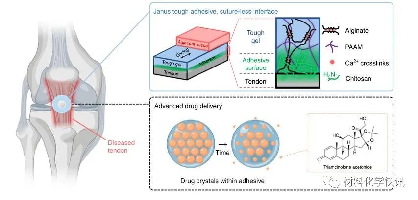 壳聚糖创伤敷料怎么样创面敷料、骨缺损、肌腱损伤、口腔黏膜、心肌梗死……多场景生物医用水凝胶材料定制上线！_https://www.jmylbn.com_新闻资讯_第22张