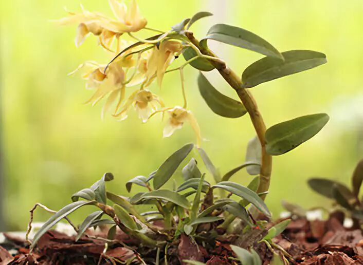 铁皮石斛，滋润补水、祛黄美白，从内到外改善皮肤！