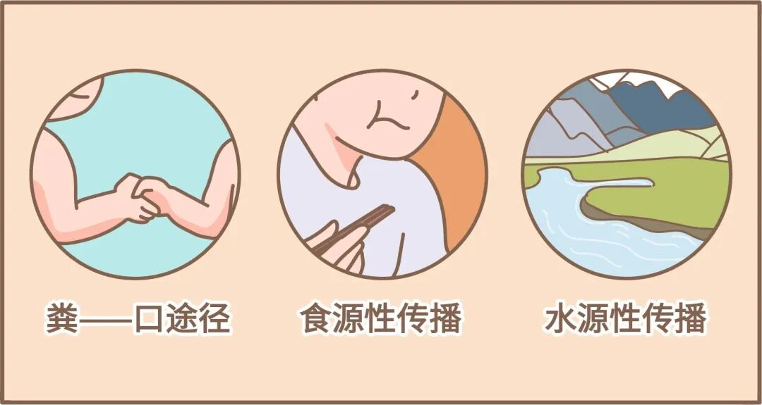 持续存活的特点,使诺如病毒极易通过水,食物,飞沫以及污染环境而传播