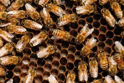 夏天怎么给蜂箱降温？给蜜蜂“防暑降温”的管理方法