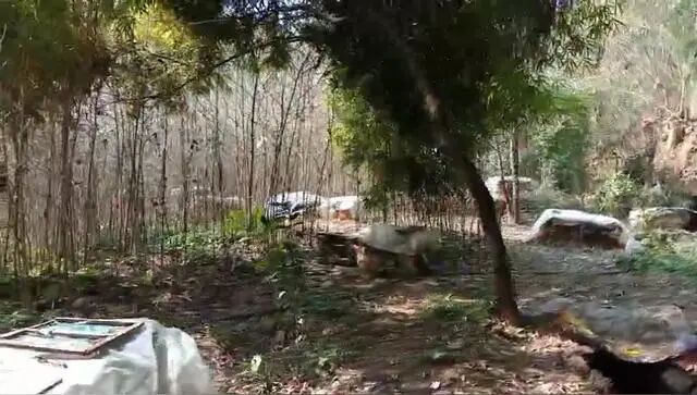 夏天怎么给蜂箱降温？给蜜蜂“防暑降温”的管理方法