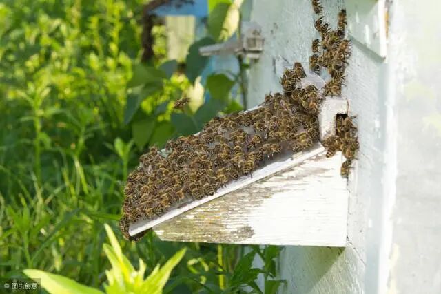 夏天怎么给蜂箱降温？给蜜蜂“防暑降温”的管理方法