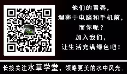 水草入缸前的消毒方法 水草学堂 微信公众号文章阅读 Wemp