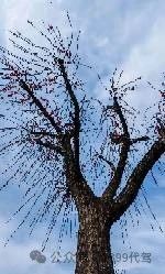 长途代驾，商务代驾，旅游代驾，车辆代驾第12张-2399代驾