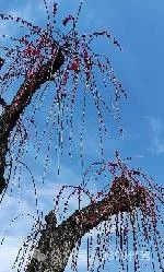 长途代驾，商务代驾，旅游代驾，车辆代驾第4张-2399代驾