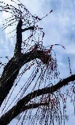长途代驾，商务代驾，旅游代驾，车辆代驾第13张-2399代驾