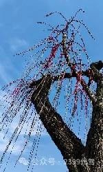 长途代驾，商务代驾，旅游代驾，车辆代驾第14张-2399代驾