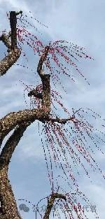 长途代驾，商务代驾，旅游代驾，车辆代驾第5张-2399代驾