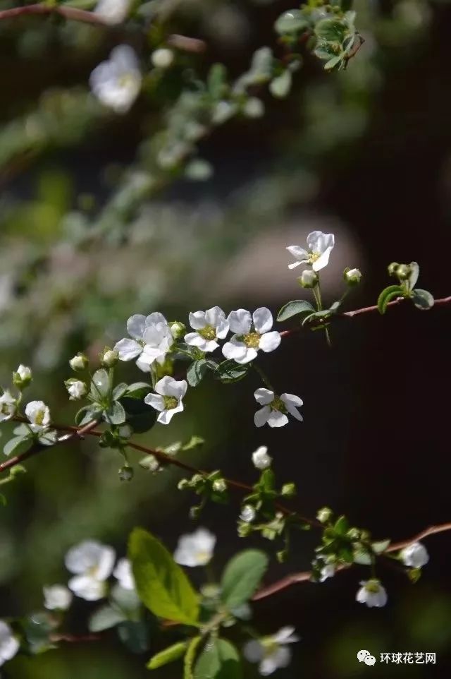 识花随笔 如果你没见过下雪 那你一定见过它 自由微信 Freewechat