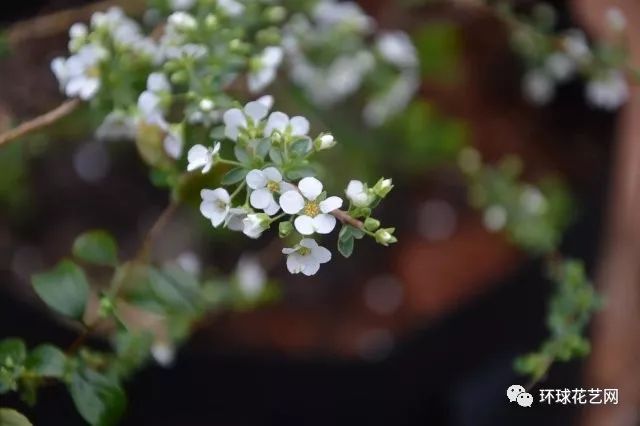 识花随笔 如果你没见过下雪 那你一定见过它 自由微信 Freewechat