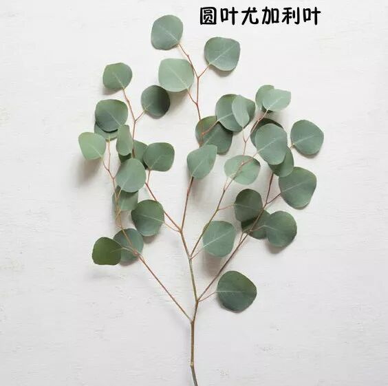 这100种花艺搭配的叶子，你知道多少？