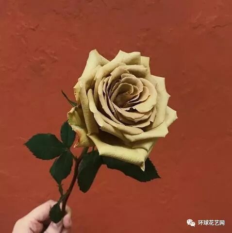 年末花语大集结，150种常见花材花语震撼来袭！