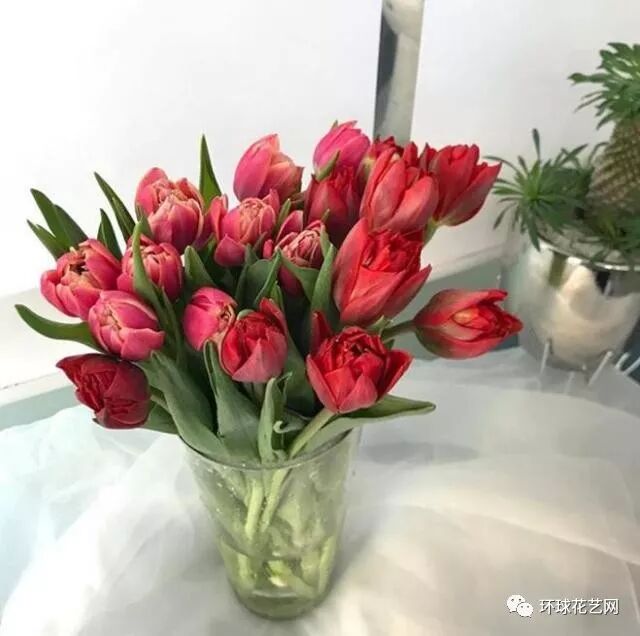 识花随笔 这个春天 我被这自带骄傲的 世界花后 圈粉了 自由微信 Freewechat