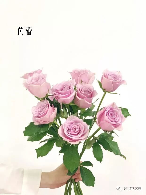 精选百种花店常见花材，你能叫出它们的名字吗？
