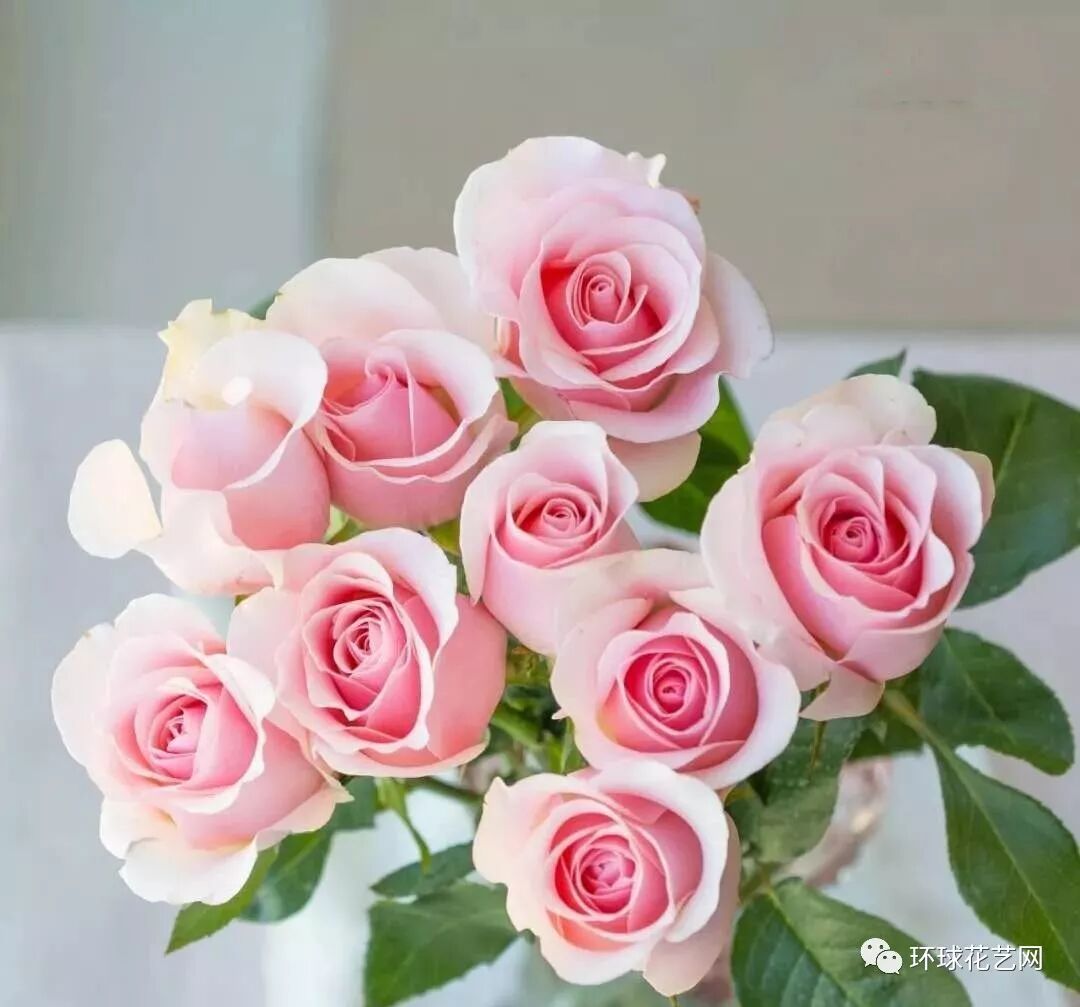 玫瑰花语大全，让你明明白白他的心！