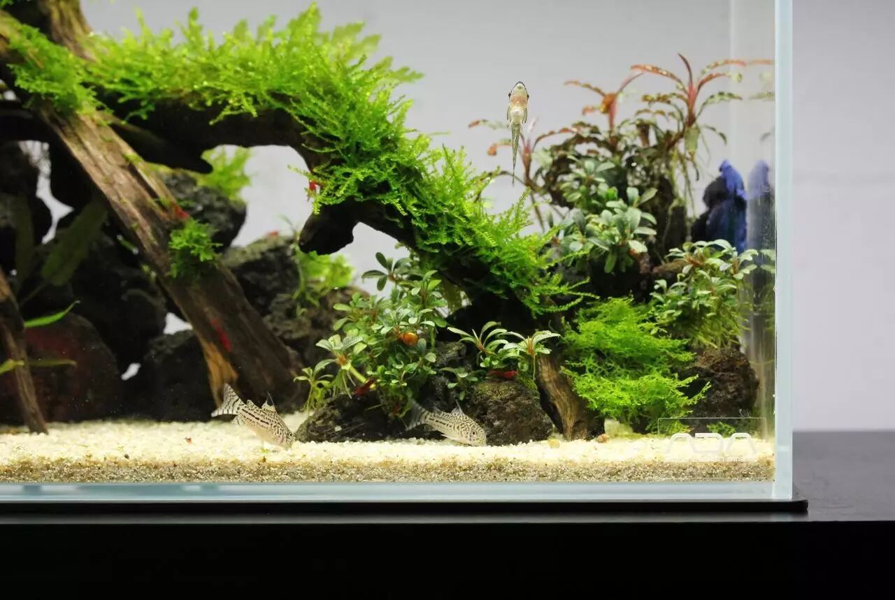 一只蓝色的半月斗鱼在缸里,显得分外明显