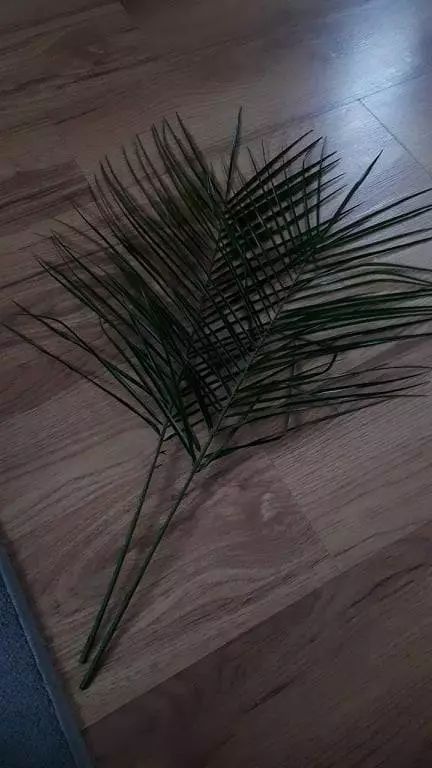 爱养鱼