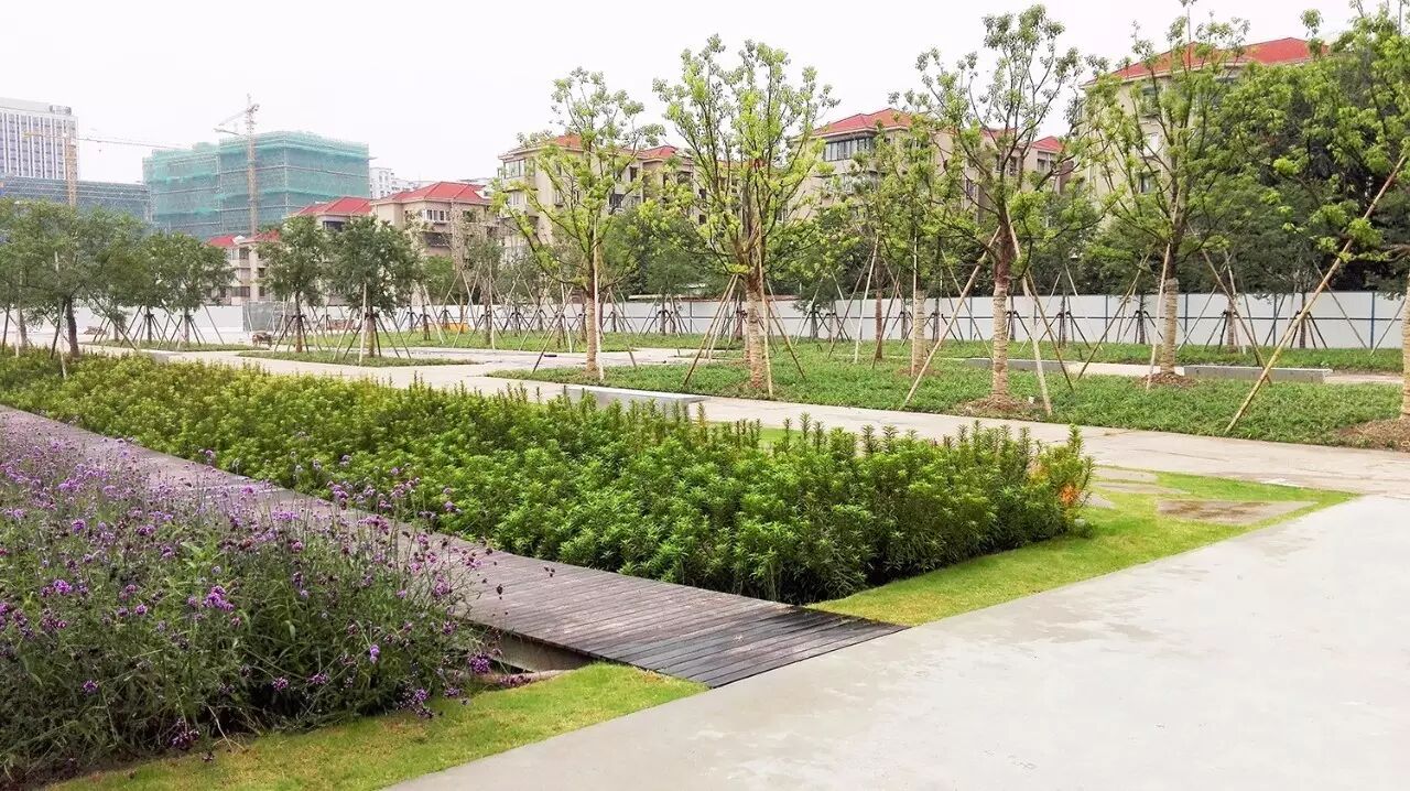 施工中:徐汇跑道公园中的雨水花园