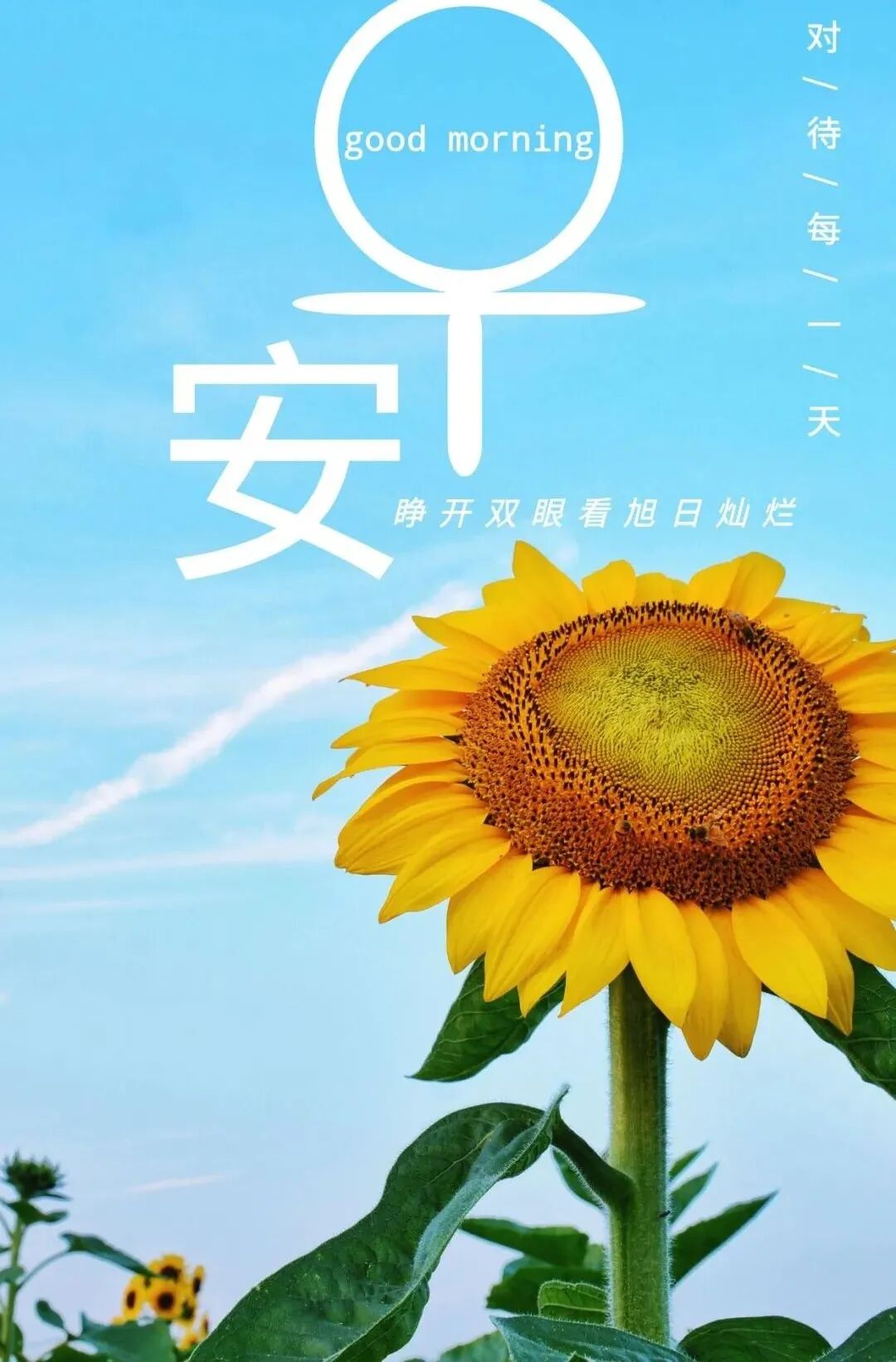 早安正能量经典走心语录,肯努力的人,终将迎来自己的