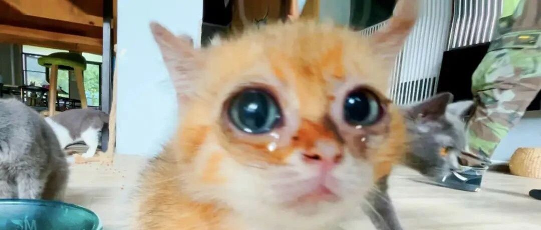 ​3000亿元宠物经济的背后乱象：猫的子宫、身体与生命，全都是钱