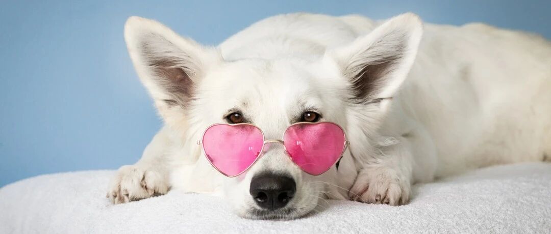 狗屁屁抹腮红，猫眼睛涂精华，宠物美妆你不懂