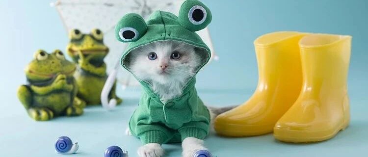 花费半数工资，省钱买高端用品，“爱宠”95后究竟能养出多少百亿独角兽？